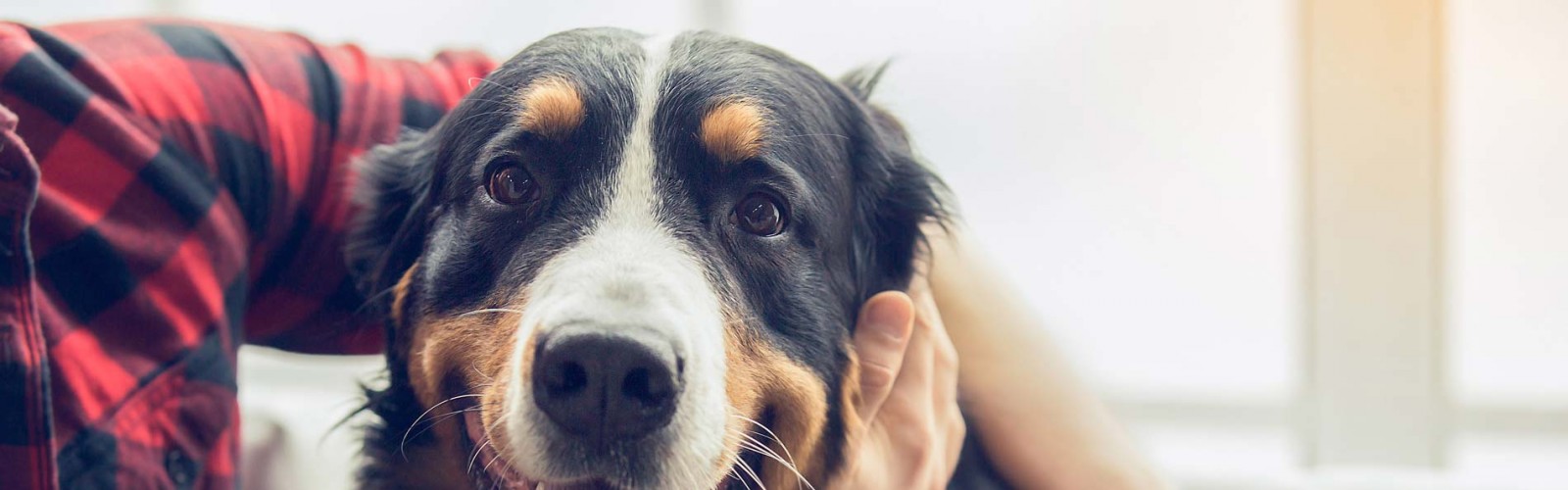 Aquamation Pet Cremations Blackwood South Australia 6